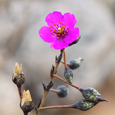 Pata de guanaco fucsia